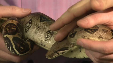 Man Touch Large Constrictor Snake In Other Man Hands Video stock 67104210