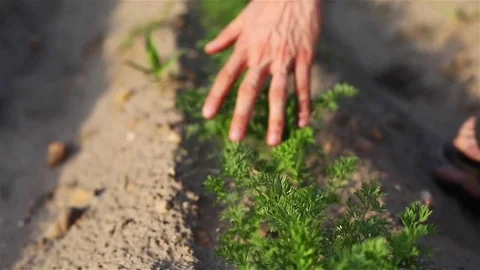 Man touch passing his hand over small green plants walking at eco farm close up Stock Footage 79639826