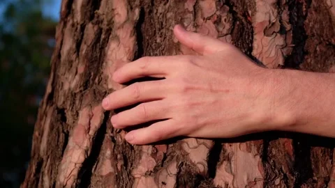 Man touches bark tree in forest at sunset. protect the green planet. closeup. Stock Footage 231473587