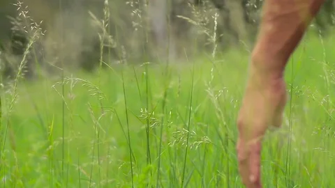 The man touches the grass with his hand. Close-up Stock Footage 80301406