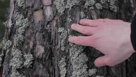 The A man touches the moss on a tree. The study of moss. Hand and moss. Stock Footage 170794665