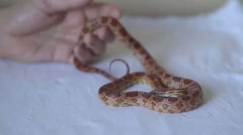 Man touches a snake Stock Footage 46850815