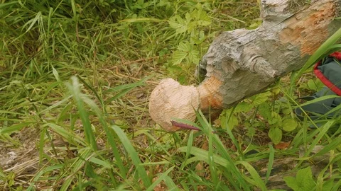 Man touches tree brunch bitten by beaver Stock Footage 94261898