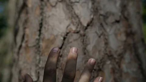 The man touches the tree getting in touch with nature Stock Footage 107324953