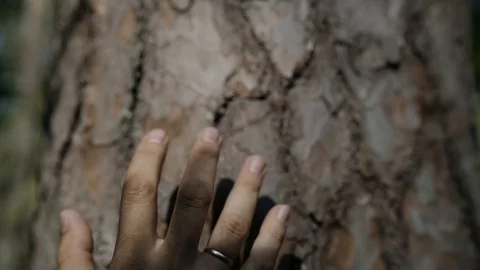 The man touches the tree getting in touch with nature Stock Footage 107324960