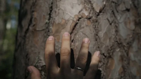 The man touches the tree getting in touch with nature Stock Footage 107324976