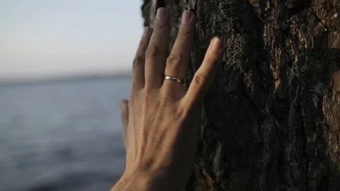 The man touches the tree getting in touch with nature Stock Footage 107325445
