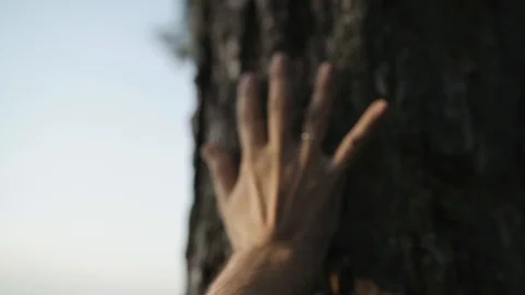 The man touches the tree getting in touch with nature Stock Footage 107325454