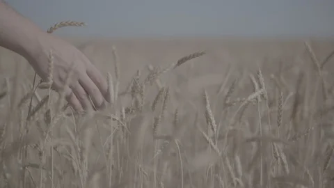 Man touches wheat ears Stock Footage 111268065