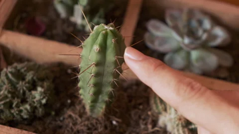 Man touching to cactus Stock Footage 130270430