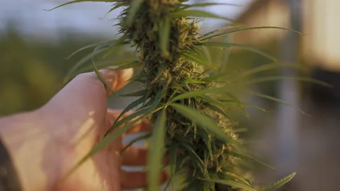 Man touching a cannabis bush Stock Footage 170626030