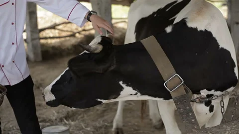 Man touching cow in the cowshed Stock Footage 115687590
