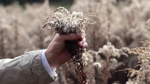 Man touching dry plants in the forest Stock Footage 133055907