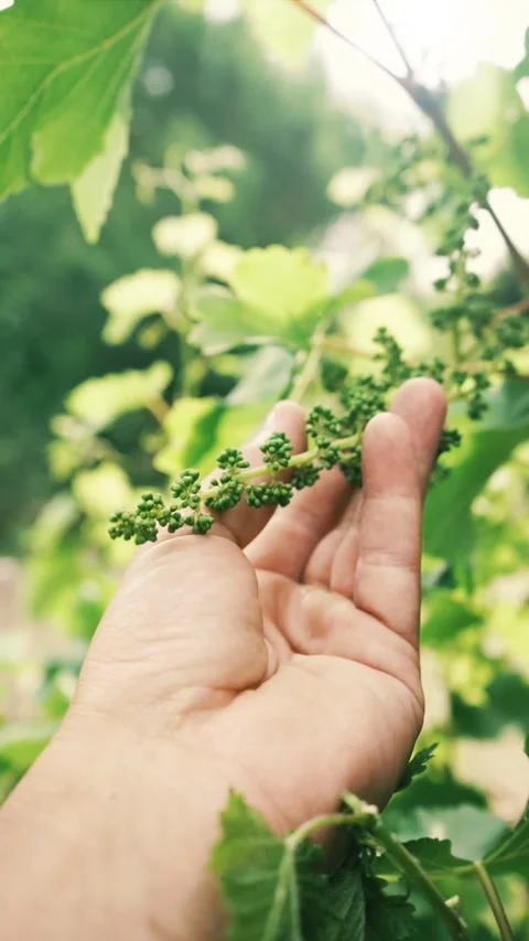 Man touching flowering grape vines buds, vertical shot Stock Footage 242173091