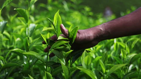 Man touching fresh tea leaves Stock Footage 288855373