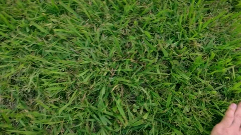 Man touching green grass growing softly from right to left Stock Footage 103645471