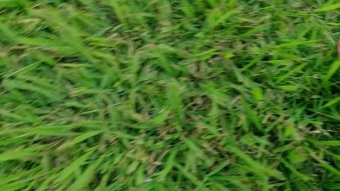 Man touching green grass growing softly from right to left Stock Footage 103780840