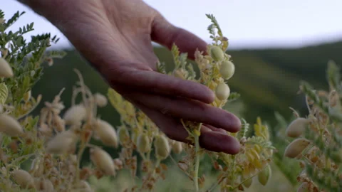 Man touching herbs in the field 스톡 동영상 235401112