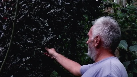 A man touching the leaves. Video stock 122480178