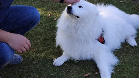 A Man Touching Samoye Pet Dog Stock Footage 164322902