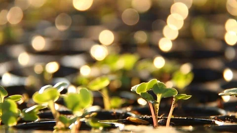 Man touching sapling in seed tray Stock Footage 83385482