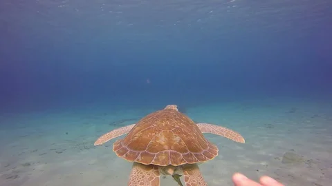 Man touching sea turtle in caribbean sea Stock Footage 128500276