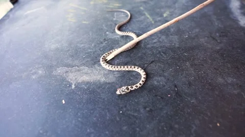 Man touching with stick and lifting up Small poisonous dead snake Stock Footage 282979430