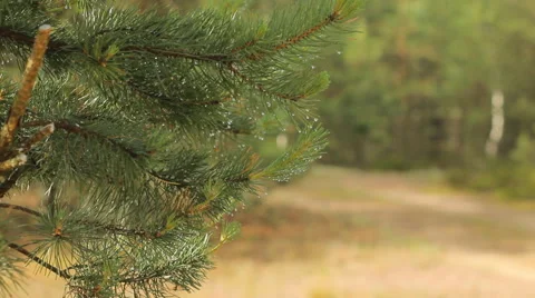 The man is touching the tree and dew dripping from it. Man smiling Stock Footage 64661832