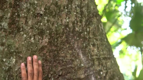 Man touching tree bark connecting with nature Stock Footage 318012826