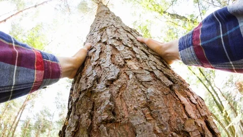 A man touching a tree Video stock 104210642