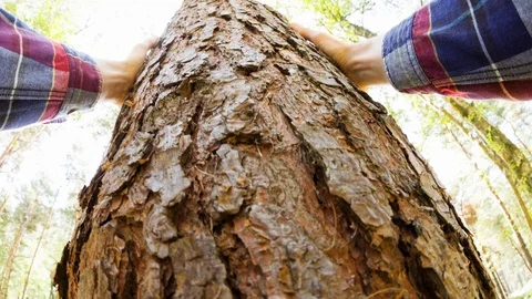 A man touching a tree Video stock 104210907