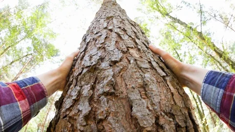 A man touching a tree Video stock 104211428