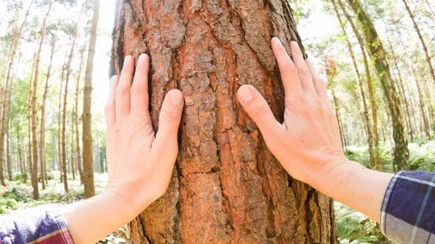 A man touching a tree Video stock 104212694