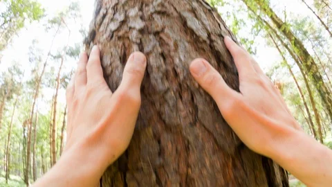 A man touching a tree Video stock 104212868