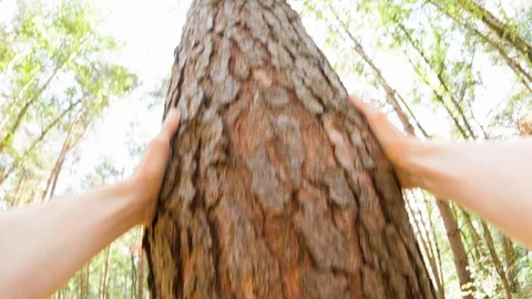 A man touching a tree Video stock 104215181