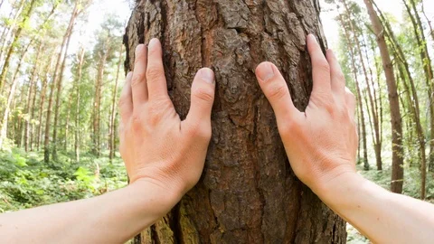 A man touching a tree Video stock 104216628
