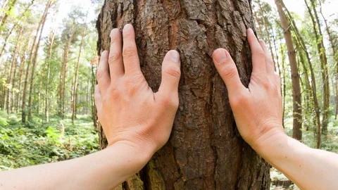 A man touching a tree Video stock 104216856