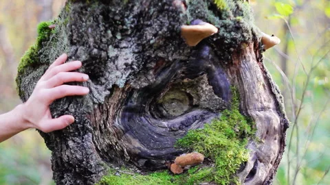A Man Touching Tree In The Summer Forest, Close Up Shot, Sunny Day Stock Footage 140886390