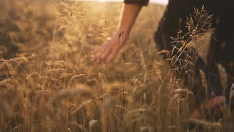 Man Touching Wheat Spikes at Sunset Stock Footage 195208026