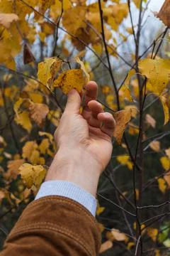 Man touching yelow leaves in the fall forest. Nature in autumn. Sad mood. Stock Photos