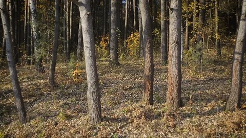 Man tourist with backpack behind, walking through the woods Stock Footage 99884952