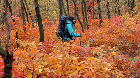 Man tourist in a blue jacket with a backpack goes in the autumn forest Stock Footage 56251919