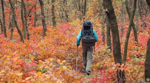 Man tourist in a blue jacket with a backpack goes in the autumn forest Stock Footage 56252243
