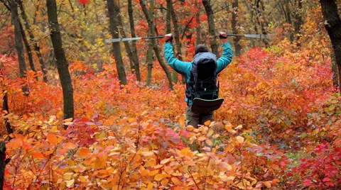 Man tourist in a blue jacket with a backpack rejoices in the autumn forest Stock Footage 56252408