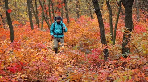 Man tourist in a blue jacket with a backpack uses smartphone in the forest Stock Footage 56254960