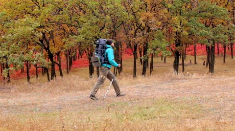 Man tourist in a blue jacket with a backpack goes in the autumn forest Stock Footage 56255995