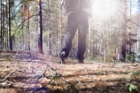 A man is a tourist in a pine forest with a backpack. A hiking trip through .. Stock Photos