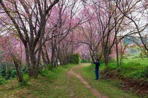 Man tourists using mobile take a photo of  pink sakura blossoms on dirt roa.. Stock Photos