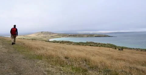Man tracking in rough and windy grass landscape on island, Falkland Islands Stock Photos