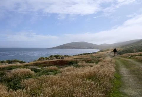 Man tracking in rough and windy grass landscape on island, Falkland Islands Stock Photos